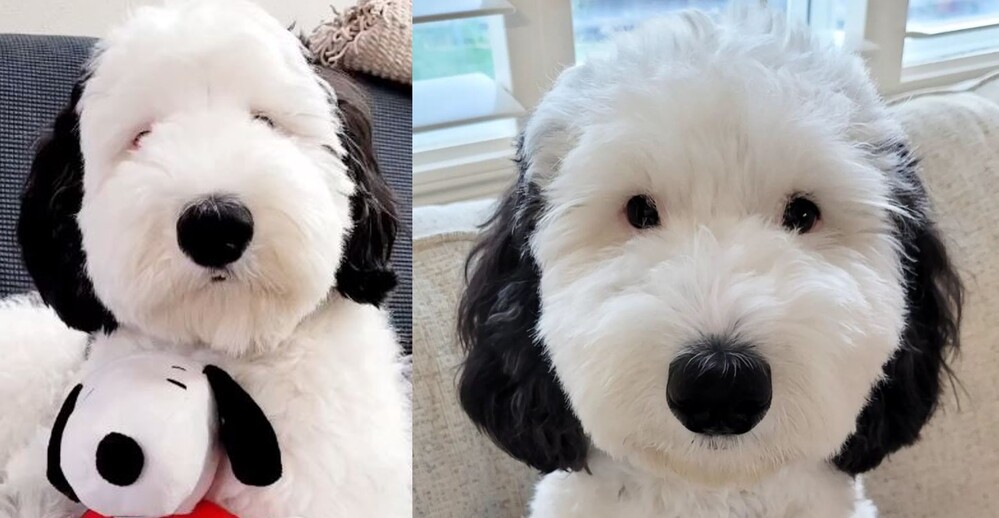 真實版「史努比」！ 美國牧羊貴賓萌翻20萬網友：抱緊處理