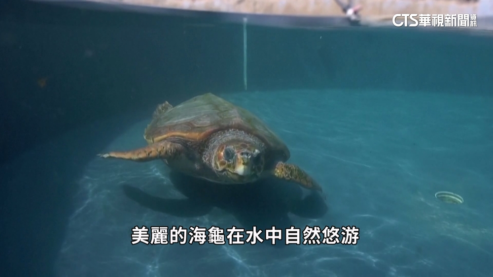 地中海暖化水溫升高！　赤蠵龜棲地被迫北遷