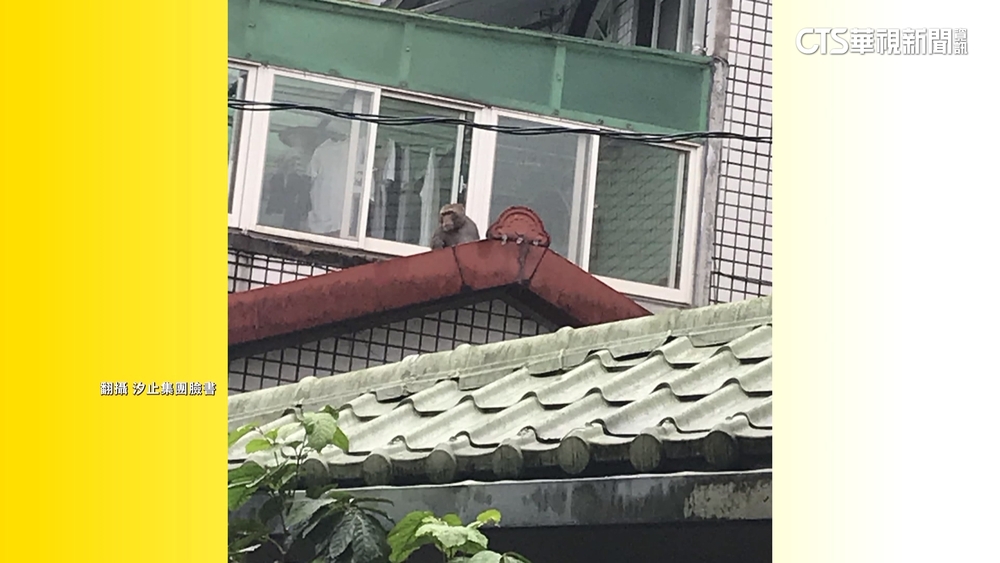 汐止「猴」出沒！　竄住宅庭院偷吃香蕉