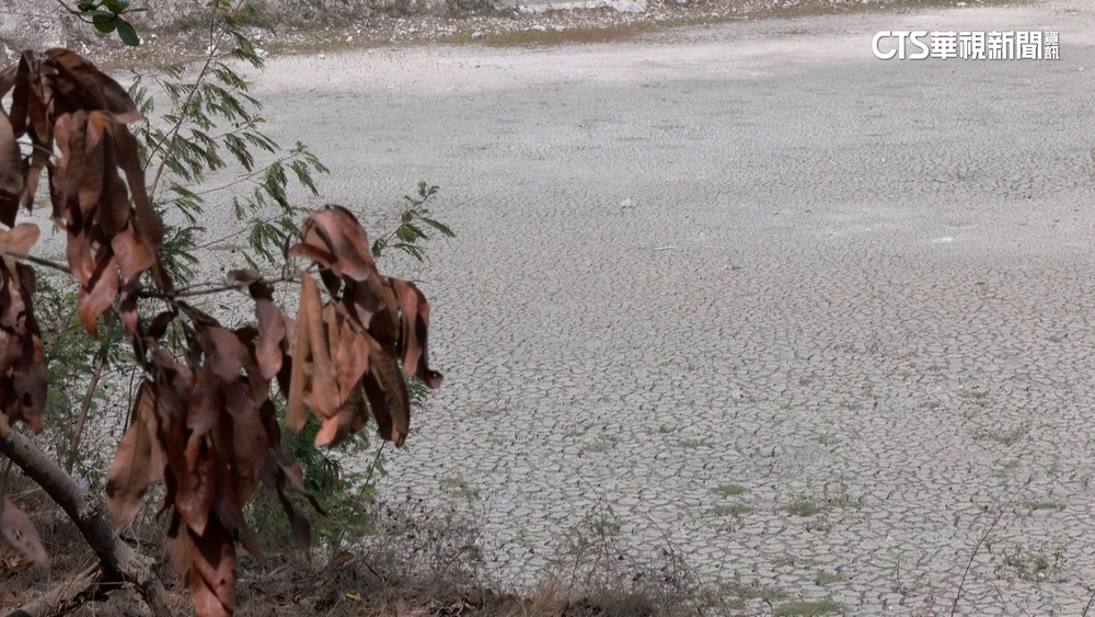 高雄618天沒下大雨　半屏湖乾涸.樹木枯黃