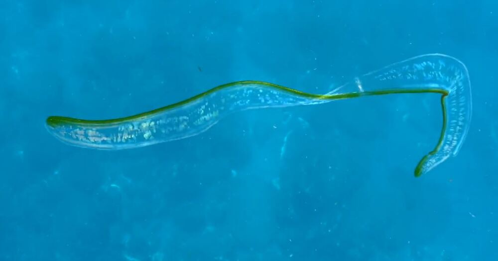 水中攝影師分享海中「黃瓜薄片」引175萬次觀看 真實身分是牠