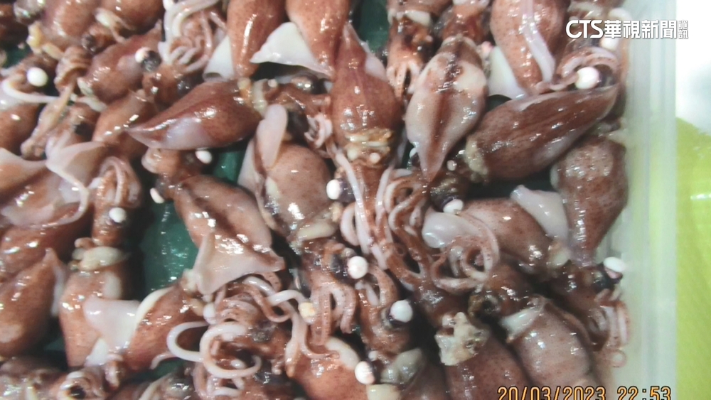 饕客注意！　北海道生螢烏賊重金屬超標1倍