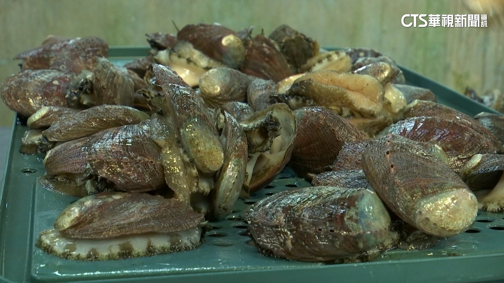 馬祖空運11公噸鮑魚來台　被爆「非法中國鮑」