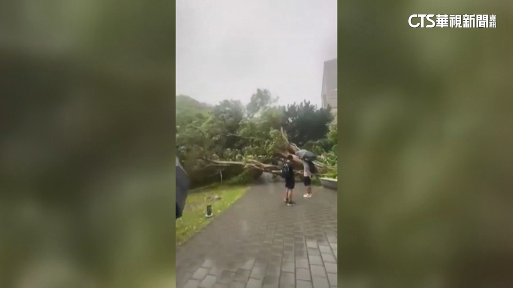 桃園「怪風」逆襲！　中原大學路樹倒　學生險遭壓