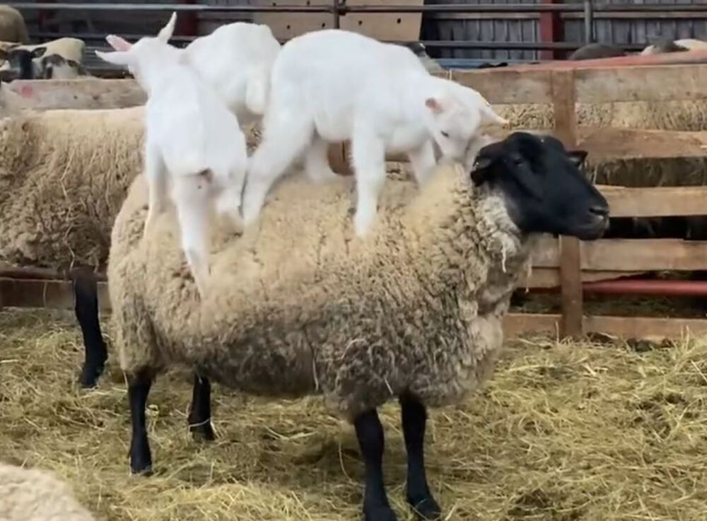 3隻小山羊跳到綿羊背上 綿羊一臉厭世笑翻網