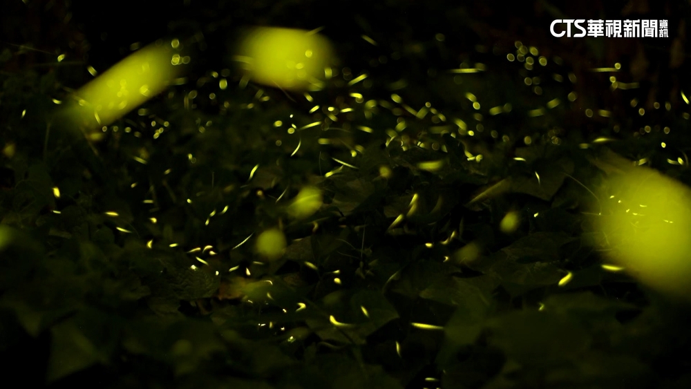 春雨解渴　嘉義大阿里山區螢火蟲量暴增