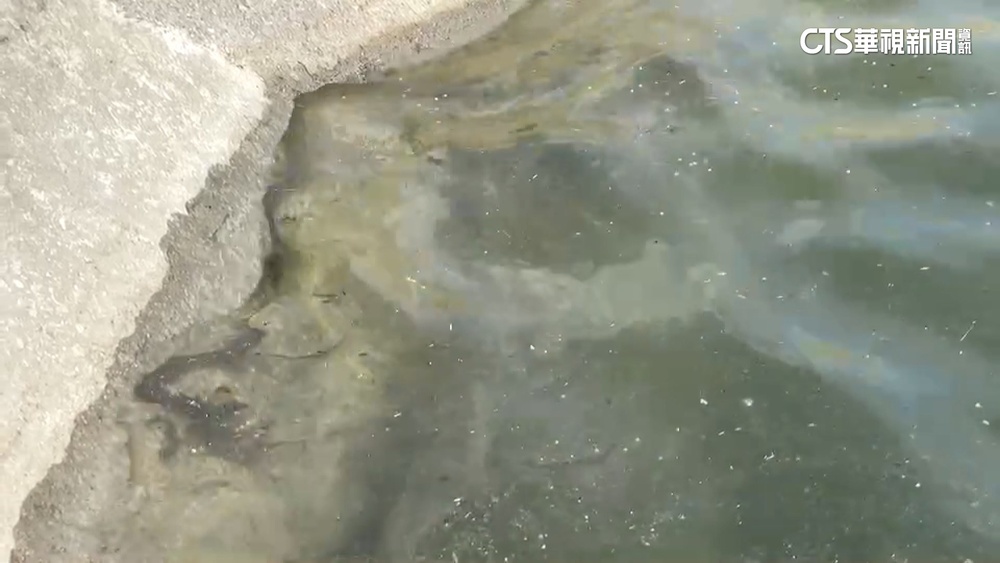 台西魚塭驚見「黑色漂浮物」　環保局採驗釐清