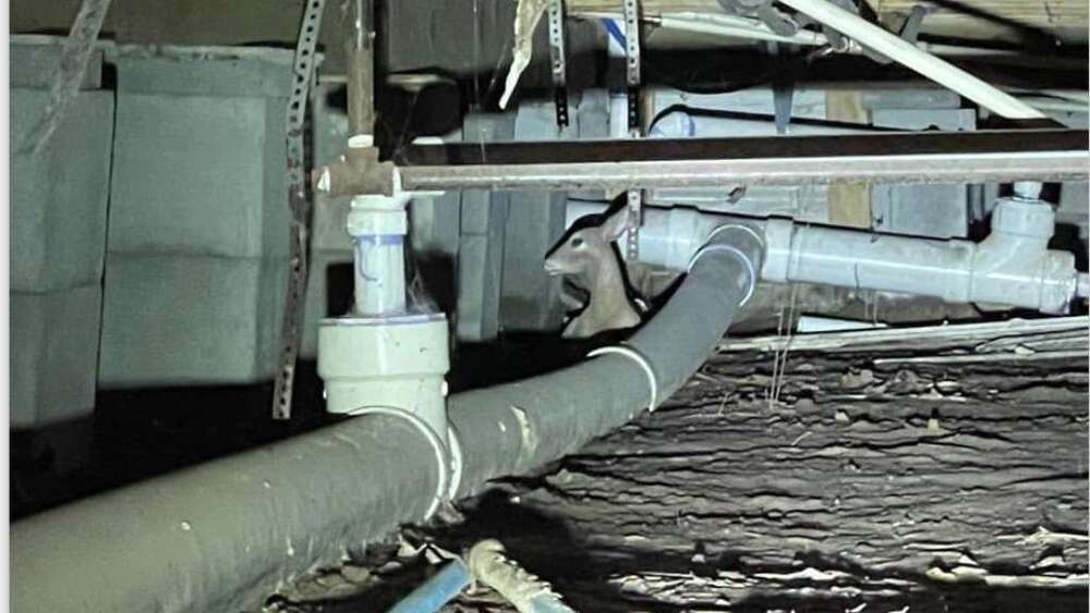 「僵硬小鹿」受困房屋下！救難人員全力救援　結局讓眾人跌破眼鏡