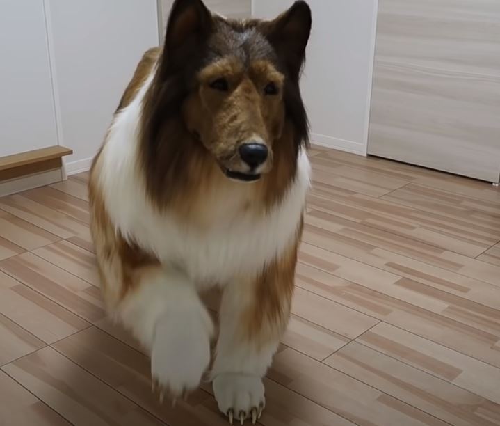 日本男子花200萬日幣化身「牧羊犬」 引全球網友熱議