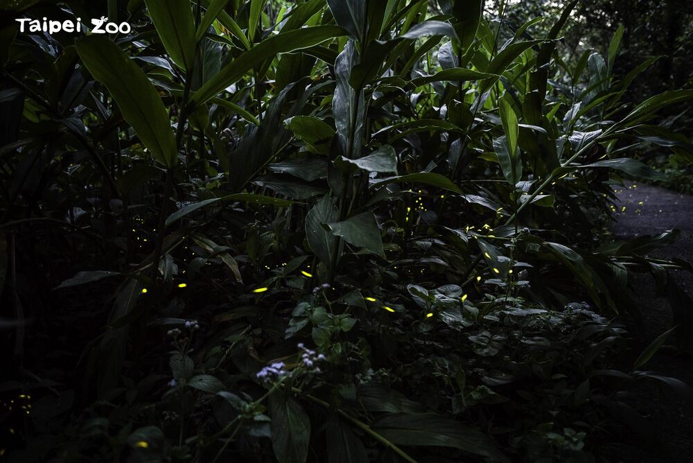 四月賞螢季 北市動物園籲：安全至上才盡興