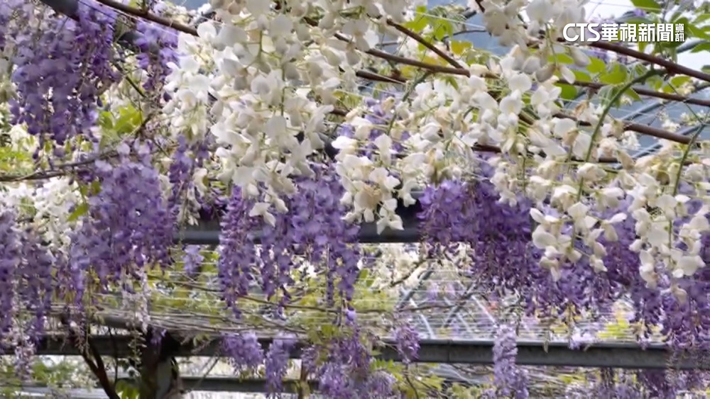 武陵農場藤花大爆發　紫.白雙藤花瀑超吸睛