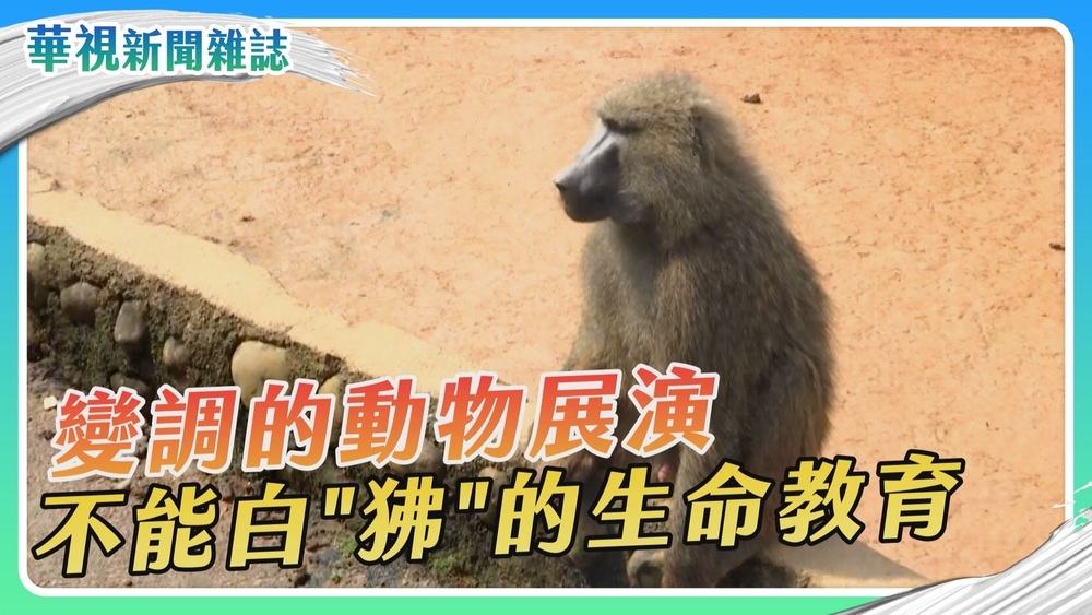 不能白「狒」的生命教育｜變調的動物展演 ｜華視新聞雜誌