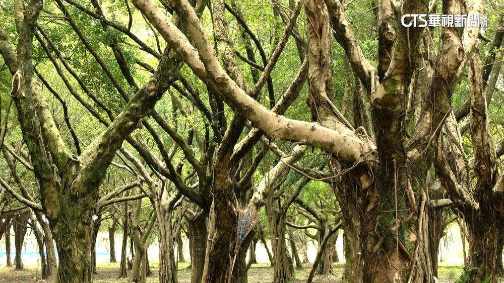 總統宣示籌設碳交易平台　相關概念股飆漲