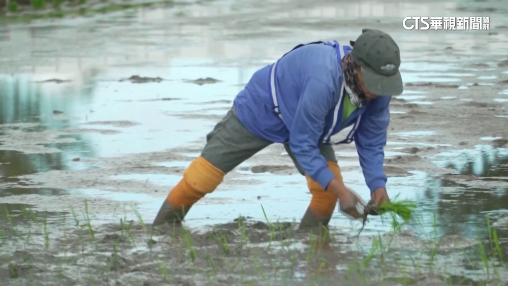 增強抵抗力！　西班牙.菲律賓用「科技」種植農作物