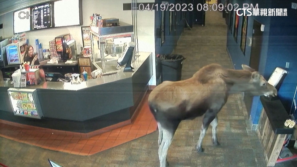 美國麋鹿真「迷路」　闖進電影院大吃爆米花