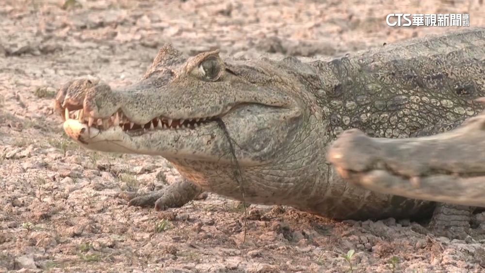 哥倫比亞自然保護區　吸引外國生態旅遊團