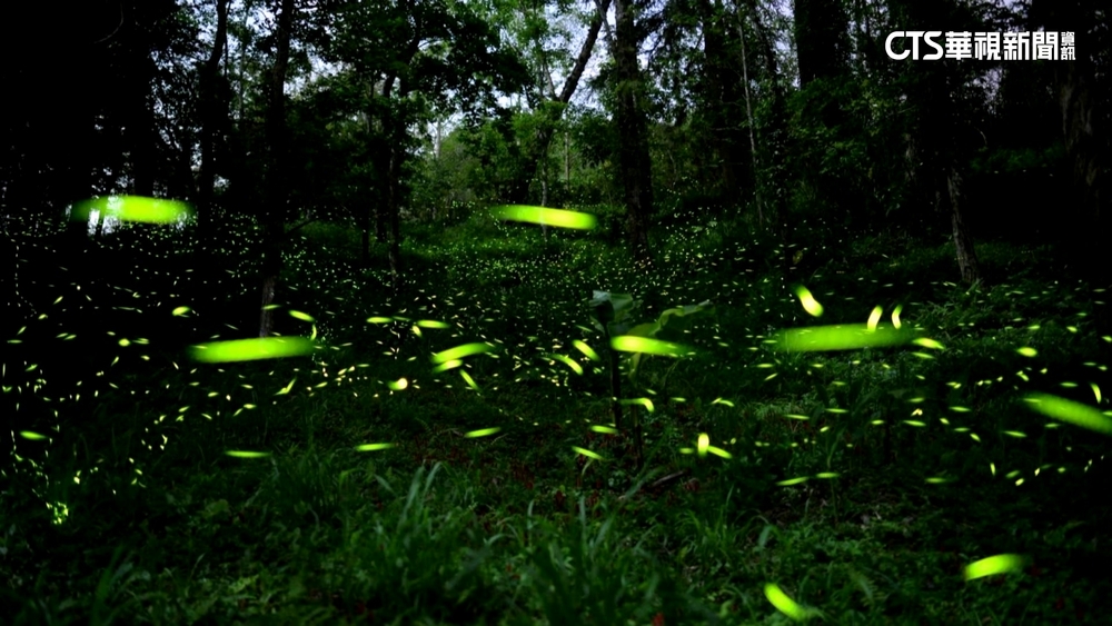 全台浪漫賞「螢」地曝光　賞螢「5不曲」要注意