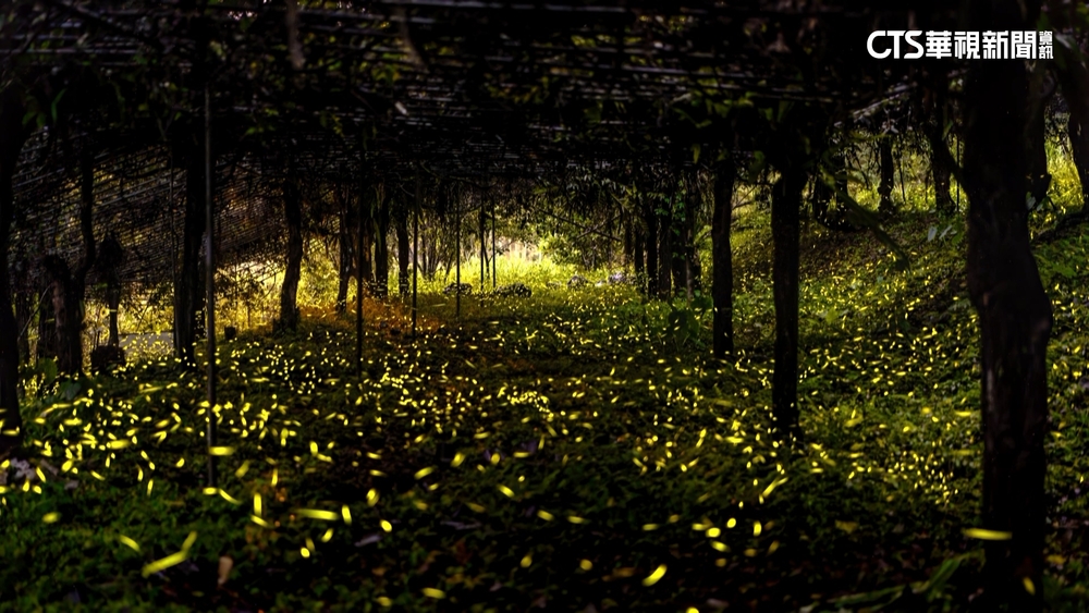 那瑪夏賞螢季迎尾聲！　螢光點點吸逾2萬遊客