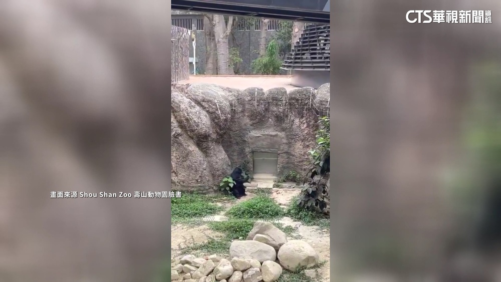 台灣黑熊「是在哈囉」？　網笑：工讀生別裝了