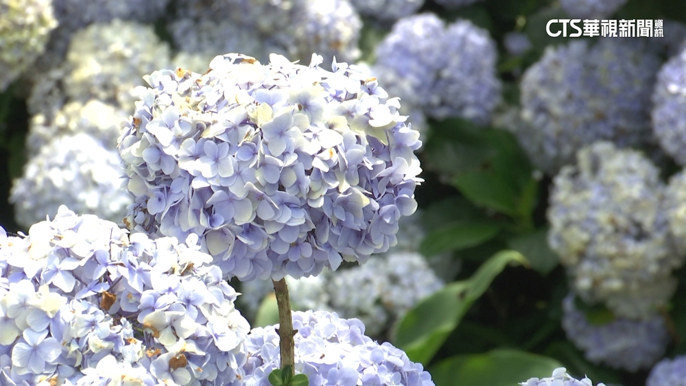 五一連假出遊趣　景點推「優惠」吸客