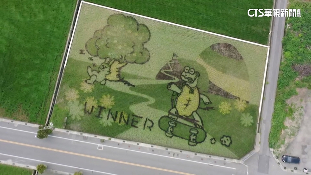 苑裡彩繪稻田「龜兔賽跑」　滑板龜樂勝睡兔