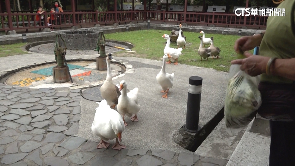 動物園推「家鵝遊行」　食物+噪音吸引注意力