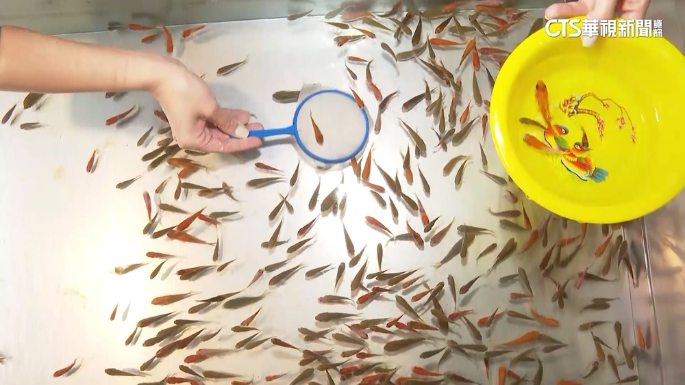 農委會預告動保法擬修法　夜市撈金魚將成絕響