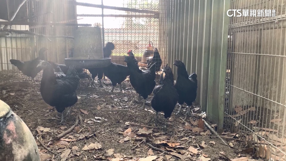 動保法又可撈金魚　觀光農場盼「觀賞雞」解禁