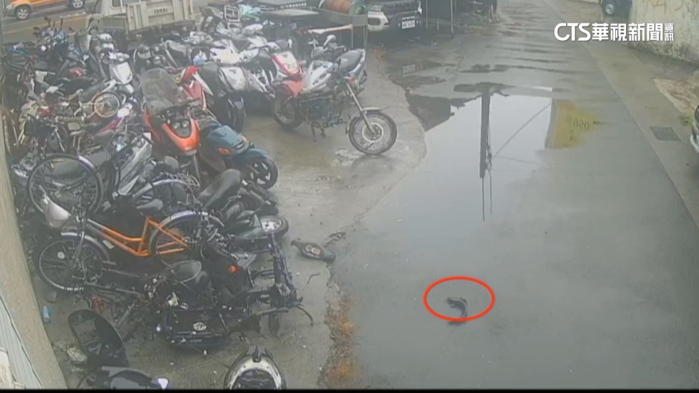 宜蘭車行外驚見「土虱」　狂跳2小時生命力旺盛