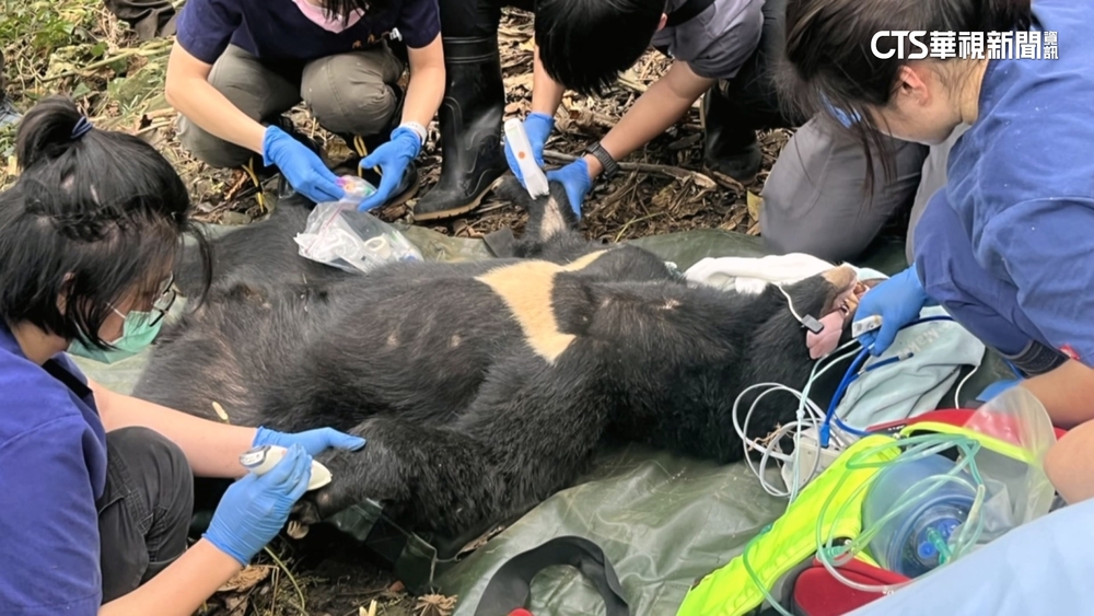 台灣黑熊困苦茶園「套索陷阱」　林管處救援現場截指