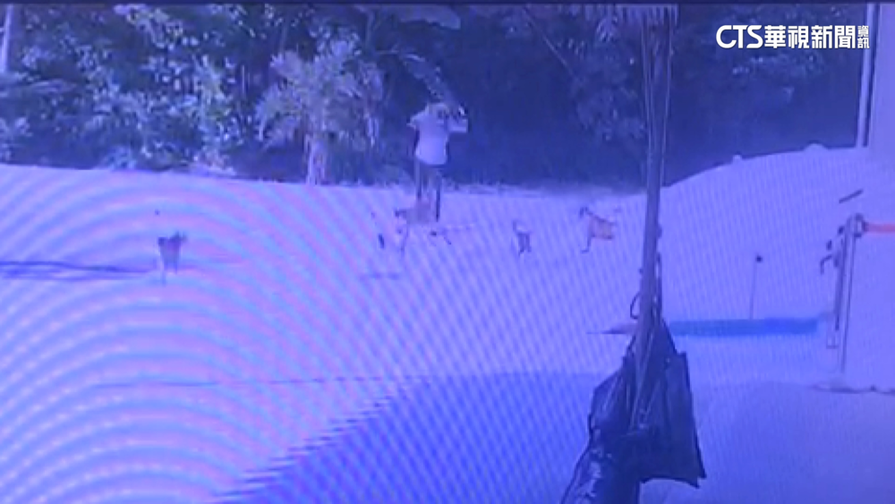 6流浪犬追逐7旬婦致摔死　竹市府須國賠269萬