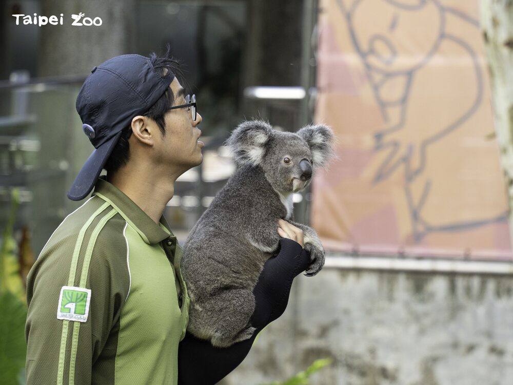 北市動物園「無尾熊保母講古」推出進階版 讓民眾更具臨場感