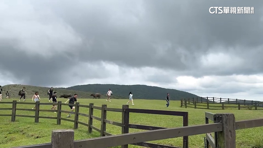 擎天崗2牛互追「撞破柵欄門」　遊客驚慌逃竄閃避