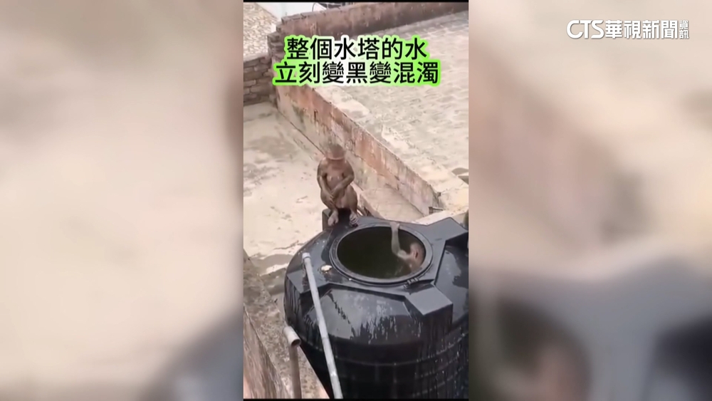 太熱受不了！　印度獼猴民宅水塔泡冷澡降溫