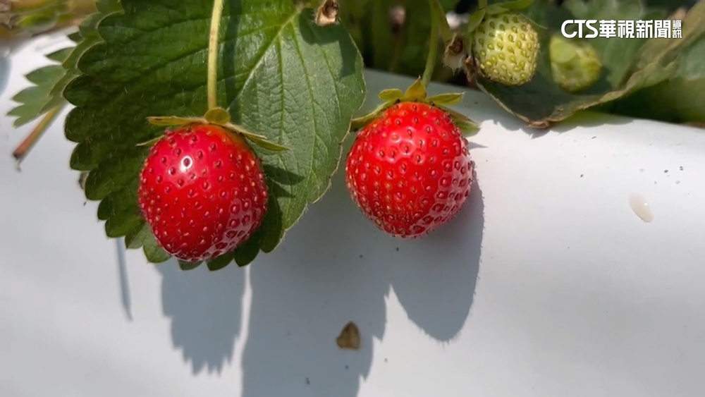 食藥署擬開放2款農藥殘留量　草莓農抗議