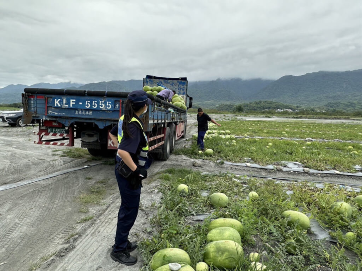 護瓜心切！花蓮玉里大西瓜正值採收期　警方展開「陸空作戰」防宵小