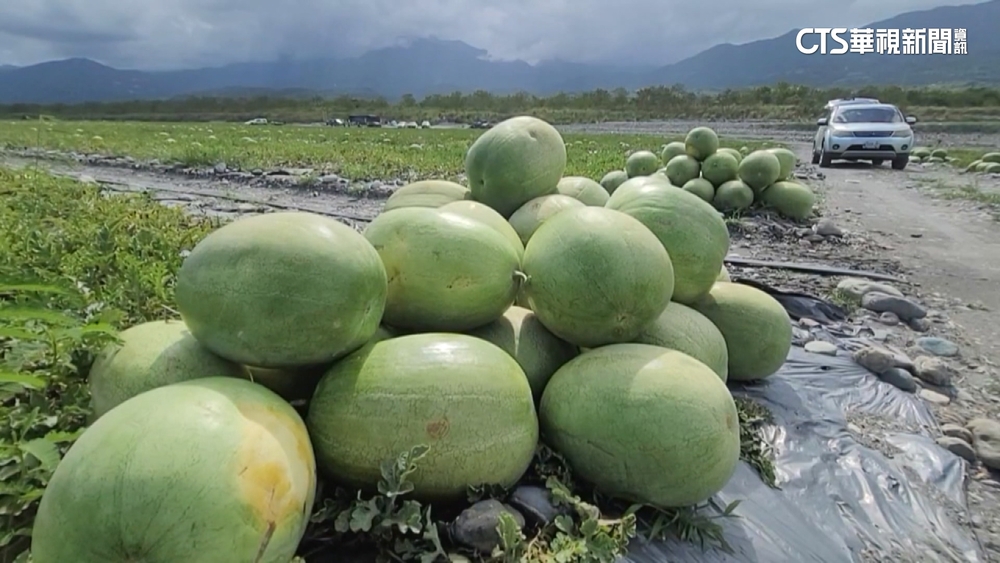 「護瓜勤務」防宵小！　警出動空拍機巡邏西瓜田