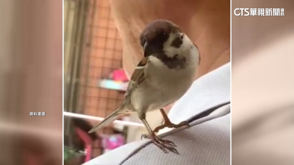 雛鳥特殊「印痕」　野生麻雀把救命夫妻當父母