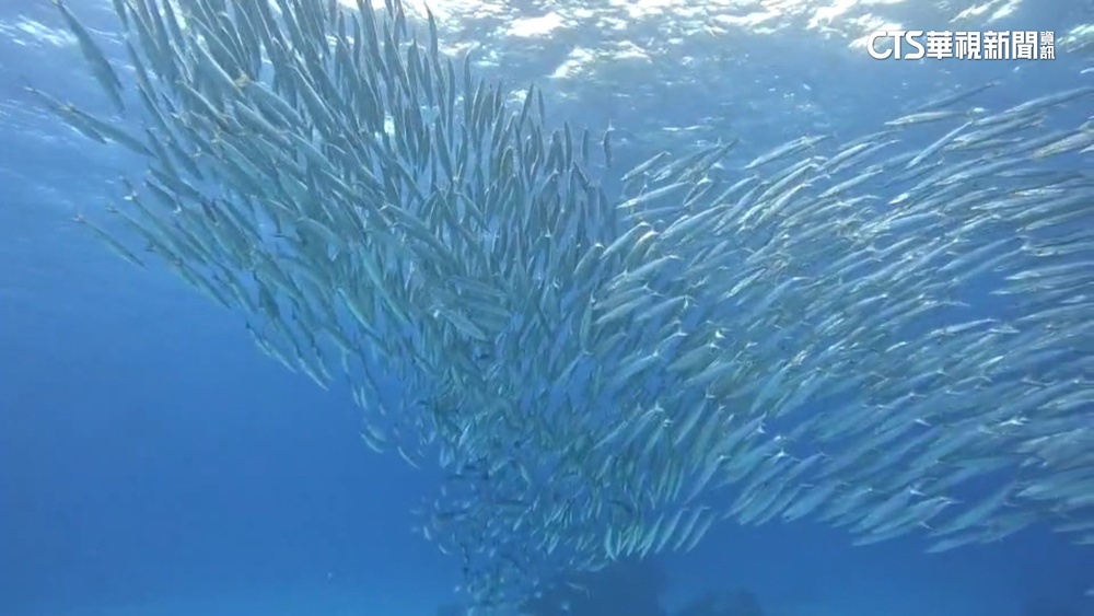 綠島上千尾金梭魚「群游」　巧遇要保持距離