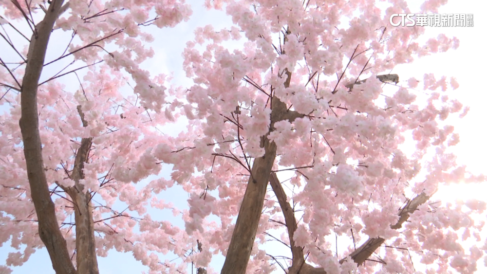 后里森林園區樹木開滿「假花」　市府：暫時美化