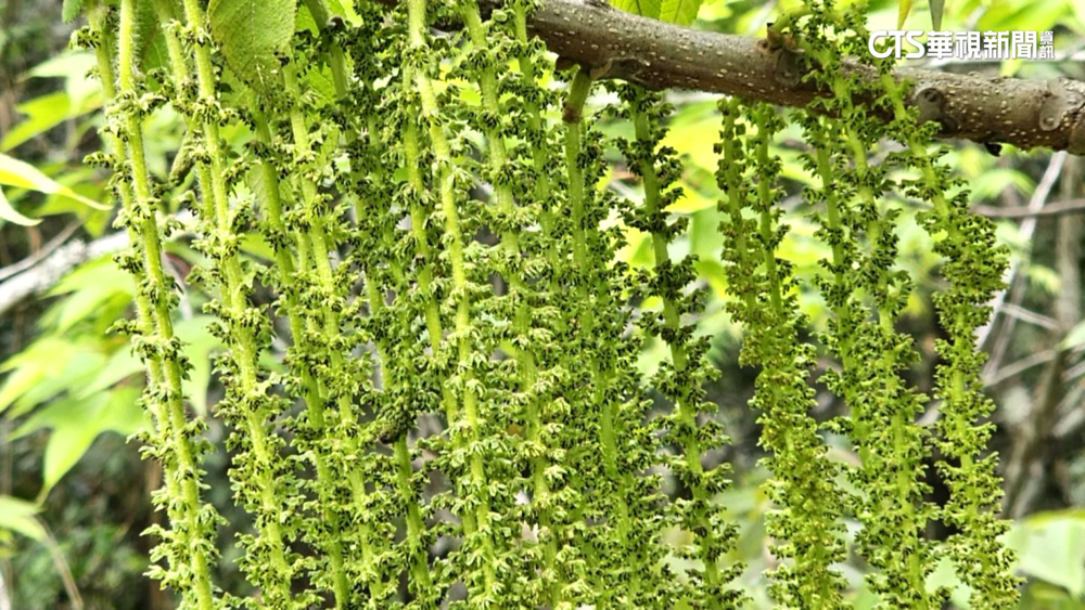 武陵胡桃花如「抹茶涼麵」　通霄秋茂園重開超懷舊！