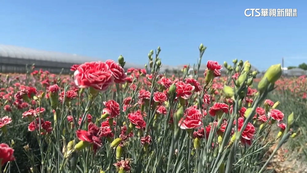 疫情解封活動多　康乃馨需求大　國產漲3-4元