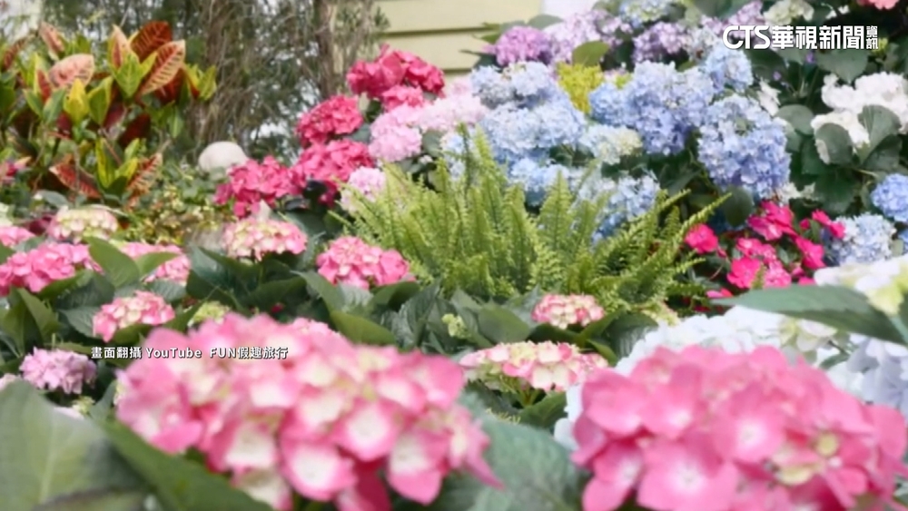 打造夢幻婚紗打卡點　桃園繡球花季5/13起跑