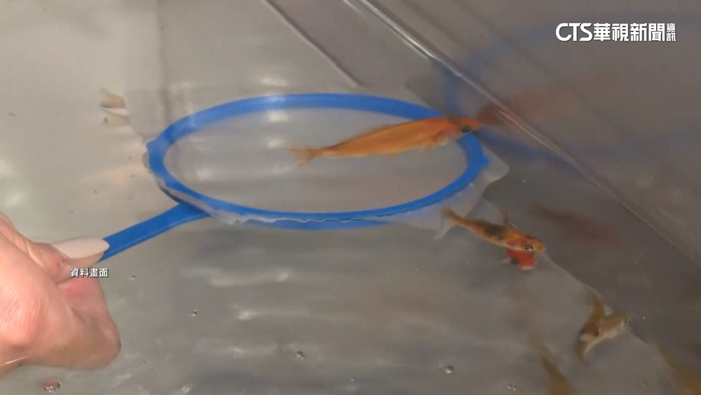 夜市撈金魚不禁了！陳吉仲：動保法修法是針對哺乳類動物