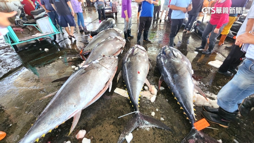 屏東黑鮪季熱鬧登場　一天捕140尾創單日最高