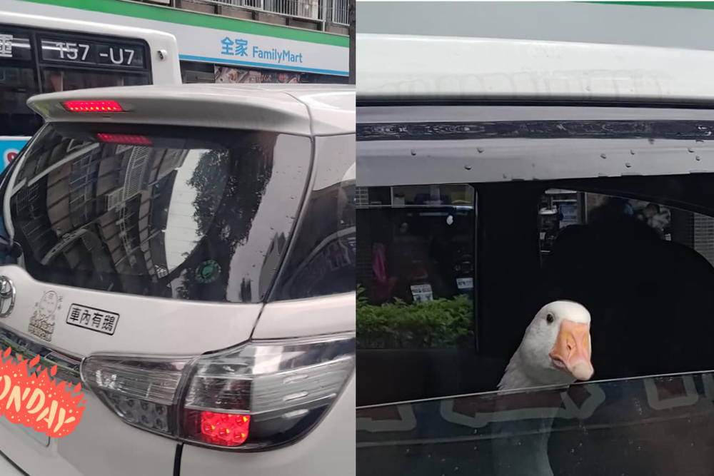他見「車內有鵝」好奇一看 後座寵物鵝霸氣回看：沒看過？