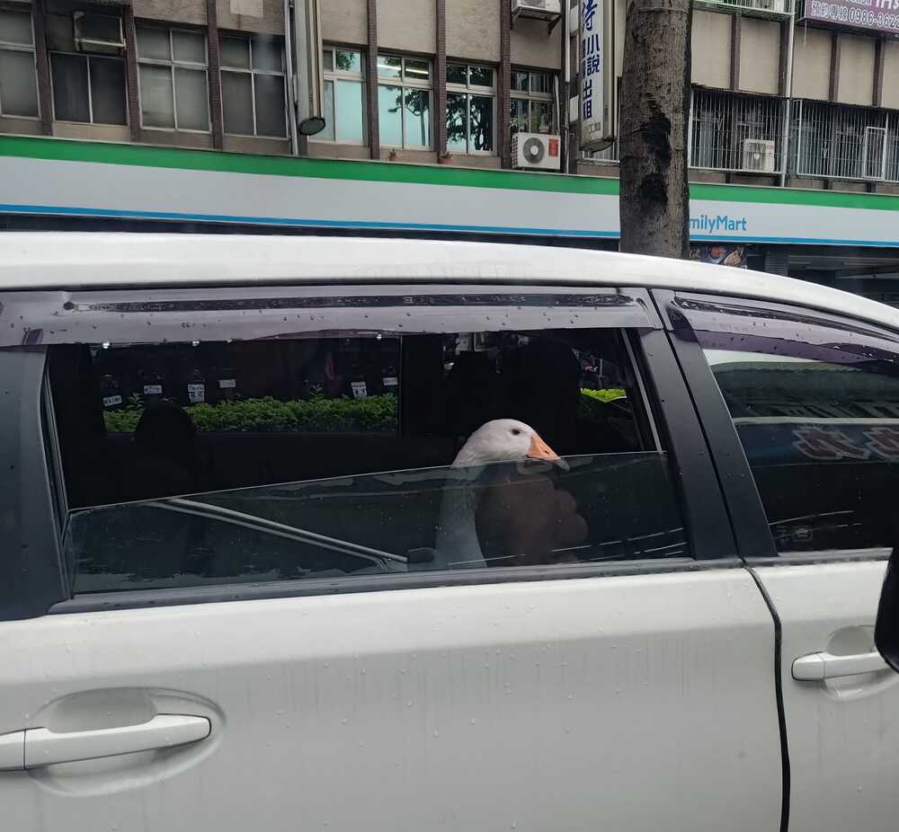 圖片翻攝自 臉書社團「路上觀察學院」