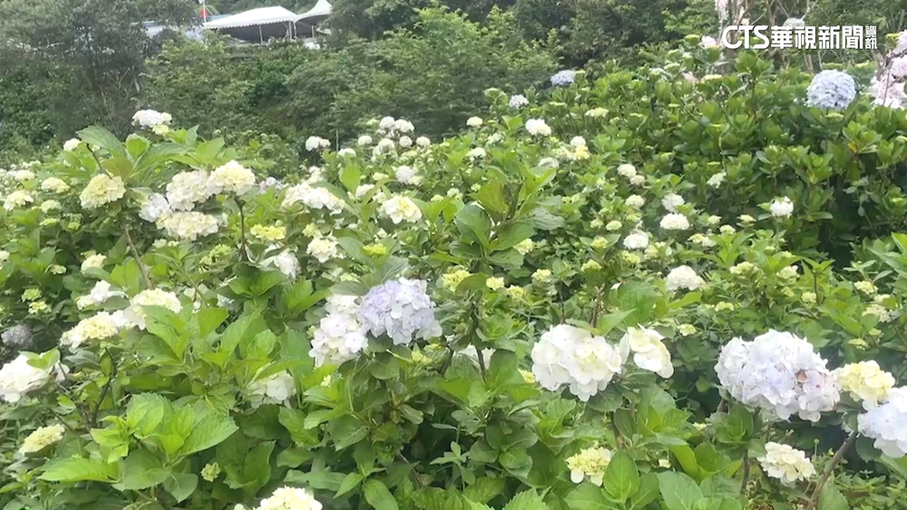 萬里逾萬坪繡球花齊綻放　海內外新人拍婚紗