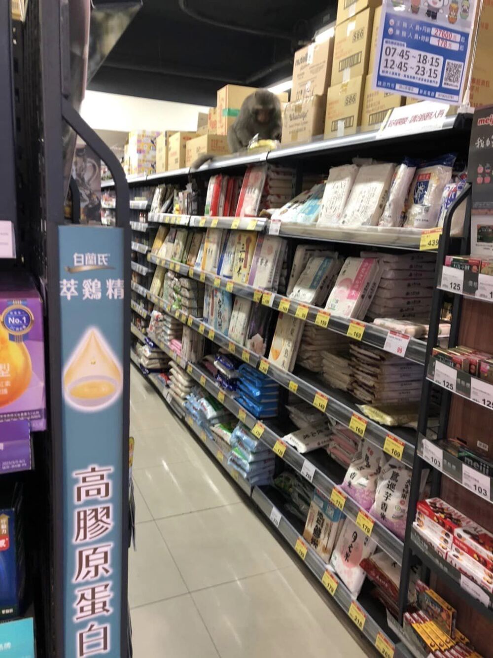 請支援收銀！逛全聯驚見獼猴偷香蕉後直接開吃　網友笑稱：這工讀生支援吃