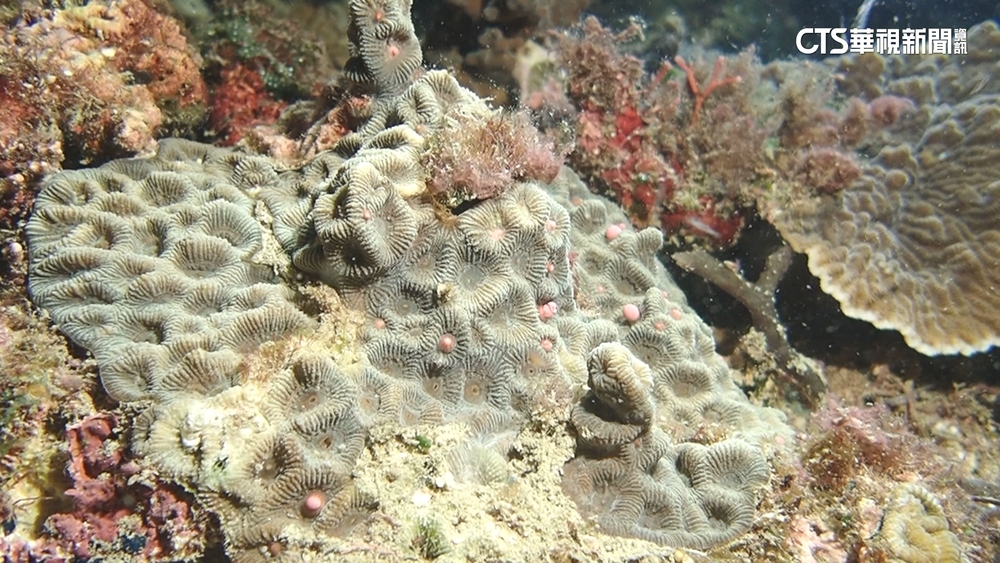 夢幻奇觀！　墾丁珊瑚產卵大噴發　海底美如星空